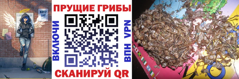 Псилоцибиновые грибы Cubensis  даркнет сайт  блэк спрут tor  Аткарск 